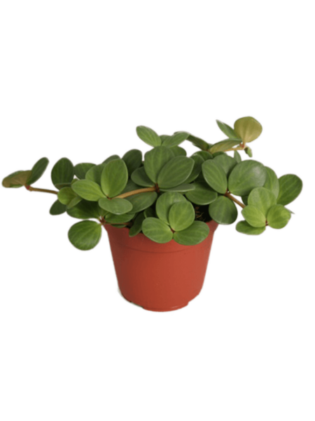 Peperomia tetraphylla 'espero' 8 / bandeja
