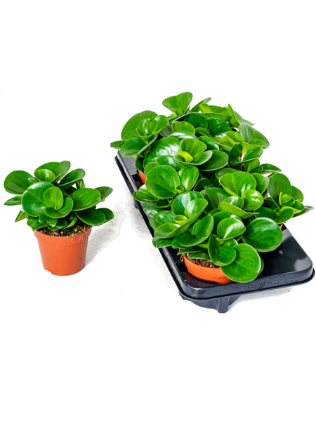 Peperomia obtusifolia 6 / bandeja