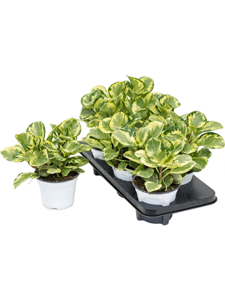 Peperomia obtusifolia 'Golden Gate' 6 / Bandeja