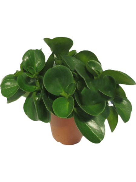 Peperomia obtusifolia 6 / bandeja