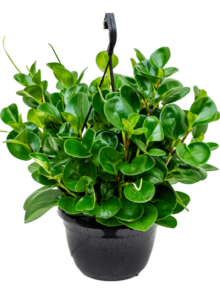 Peperomia obtusifolia 'verde'