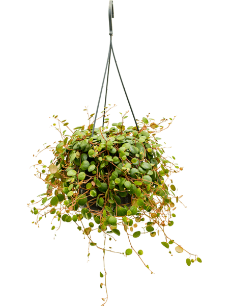 PEPEROMIA 'PEPPERSPOT'
