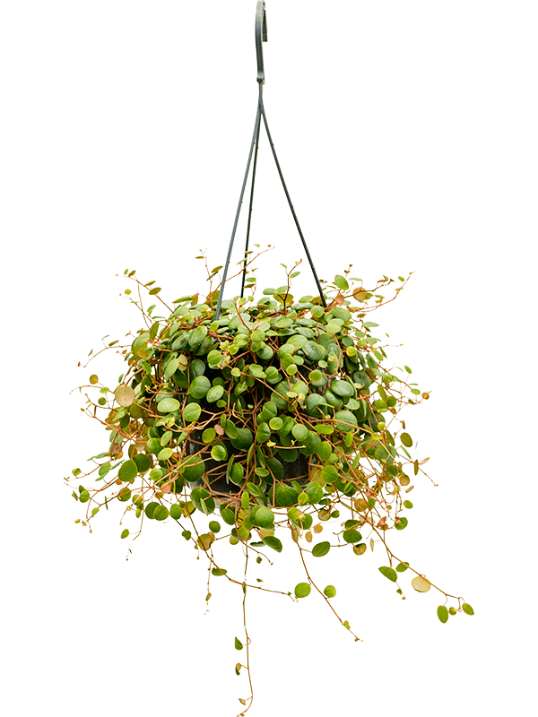 PEPEROMIA 'PEPPERSPOT'