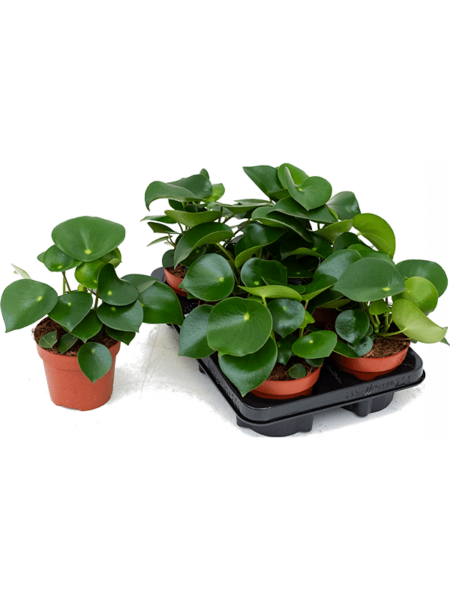 Peperomia 'gota de lluvia' 6 / bandeja