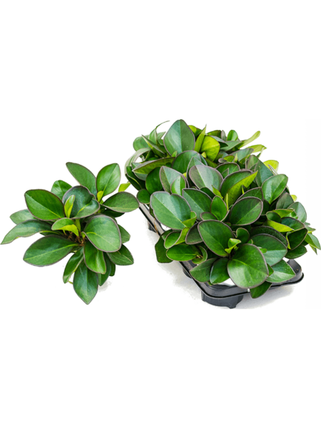 Peperomia clusifolia 'margen rojo' 6 / bandeja