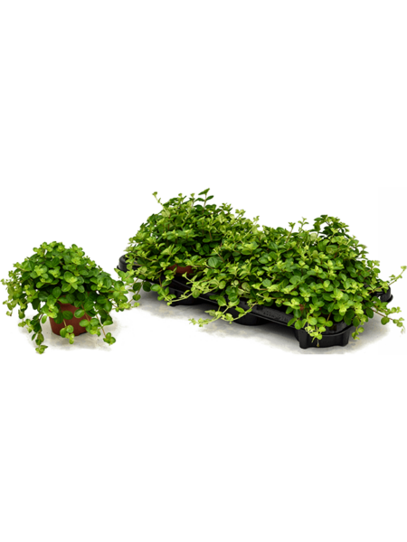 Peperomia rotundifolia 6 / bandeja