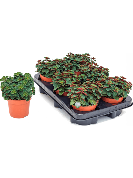 Peperomia verticillata 8 / bandeja