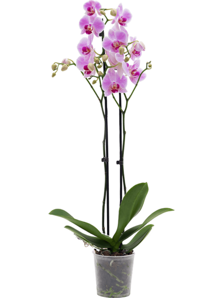 Phalaenopsis 'Washington' 6 / bandeja