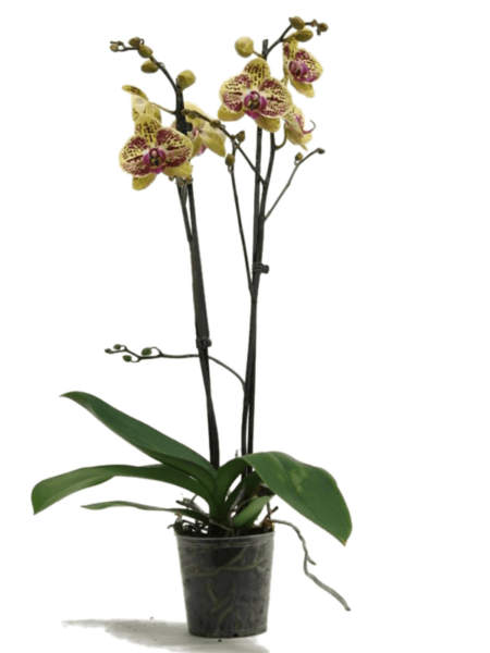Phalaenopsis 'Mariola' 10 / Bandeja
