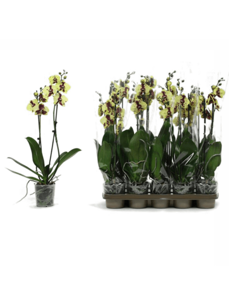 Phalaenopsis 'Vaca amarilla' 10 / bandeja