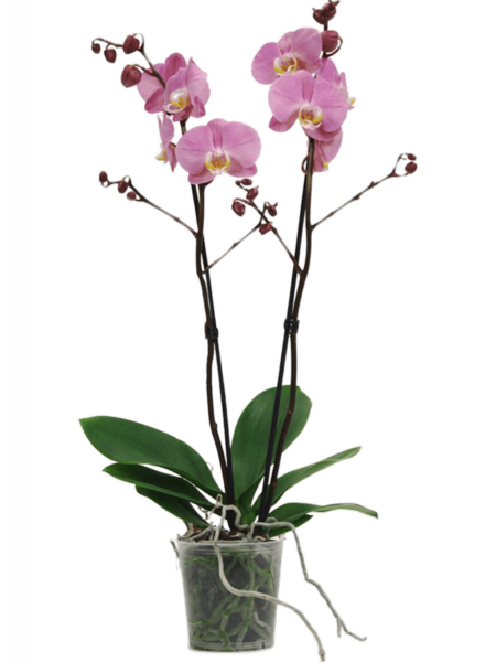 PHALAENOPSIS 'PADOVA 10 / BANDAY