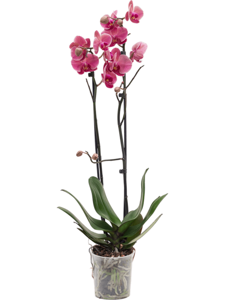 Phalaenopsis 'Octubre Forest' 6 / Bandeja