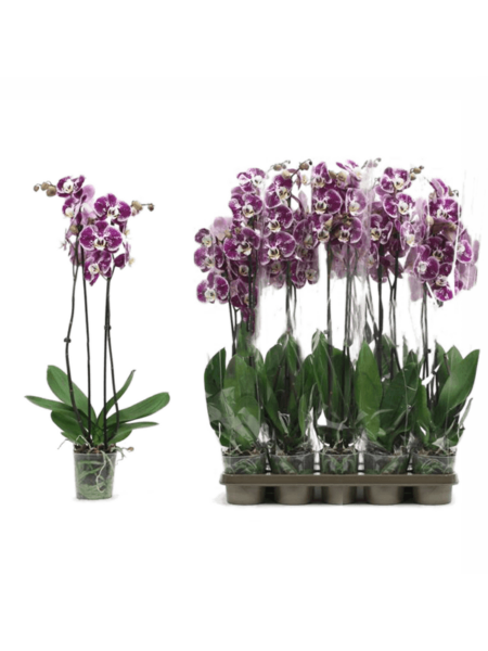 Phalaenopsis 'Compilación' 10 / Bandeja