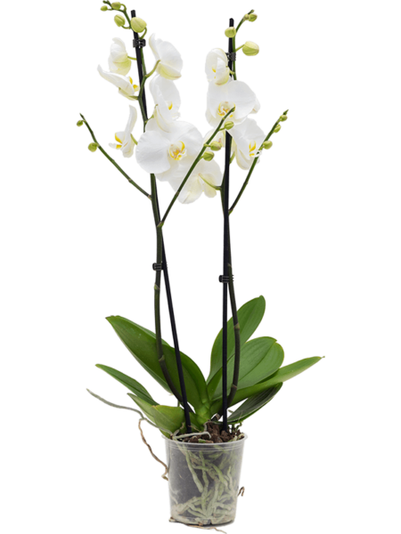 Phalaenopsis 'Lively' 6 / bandeja