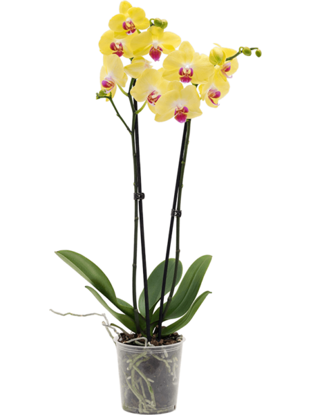 Phalaenopsis 'Ligeright' 6 / bandeja