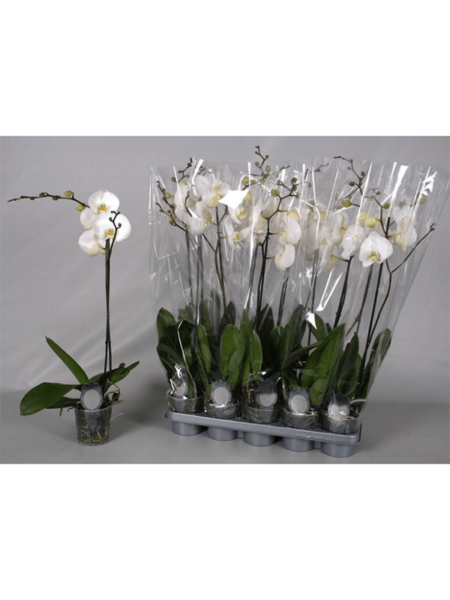 Phalaenopsis 10 / bandeja