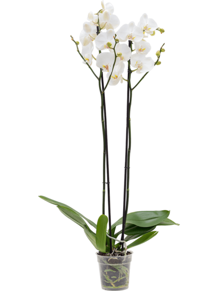 PHALAENOPSIS 'IKARIA' 6 / BANDAY