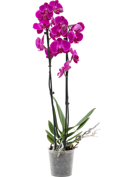 Phalaenopsis 'Party Time' 6 / Bandeja