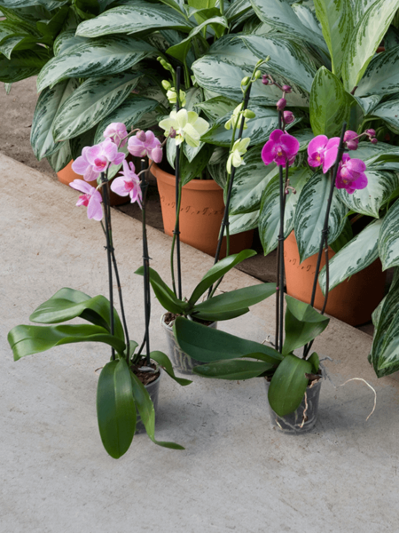 Phalaenopsis Mix 6 / Bandeja