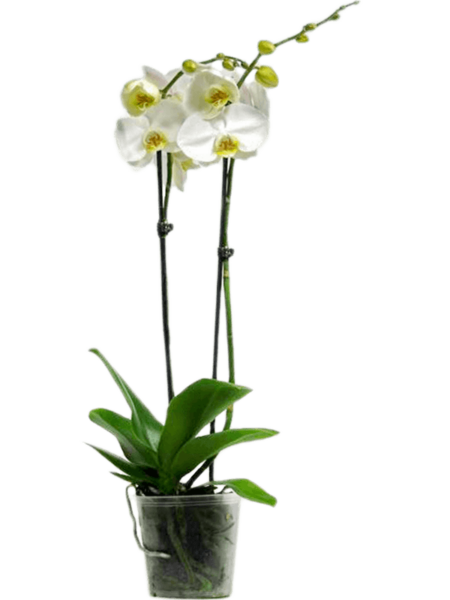 Phalaenopsis 'Misty Mountain' 10 / Bandeja