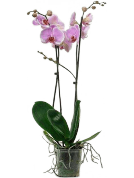 Phalaenopsis 'Romance' 10 / Bandeja