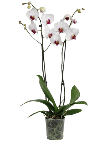 Phalaenopsis 'labio rojo' 6 / bandeja