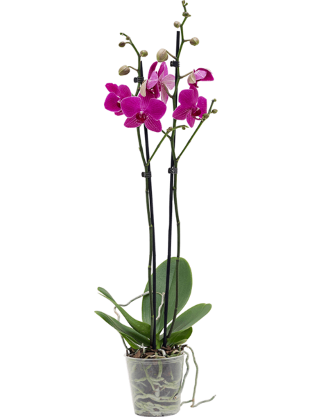 Phalaenopsis 'Judy Diamond' 10 / Bandeja