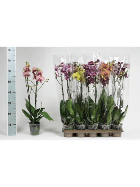 Phalaenopsis Extra Mix 10 / Bandeja