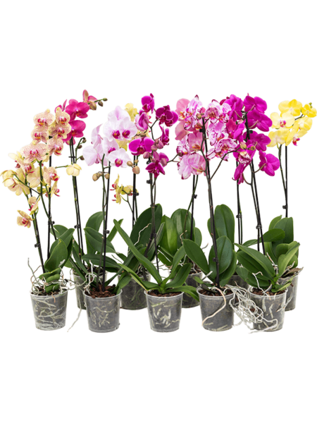 Falaenopsis Mix 10 / Bandeja