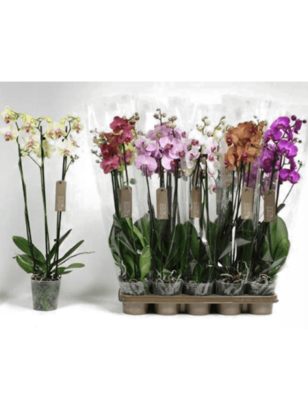 Falaenopsis Mix 10 / Bandeja
