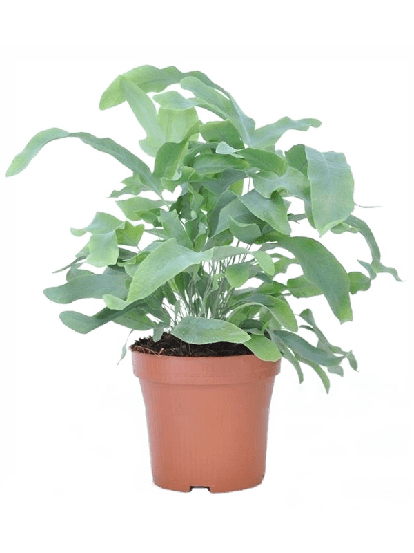 Flebodium aureum 'Blue Star' 6 / Bandeja