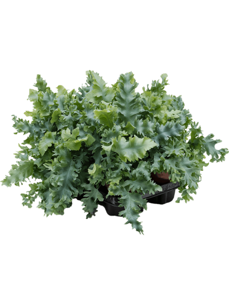 Phlebodium Davana 6 / Bandeja