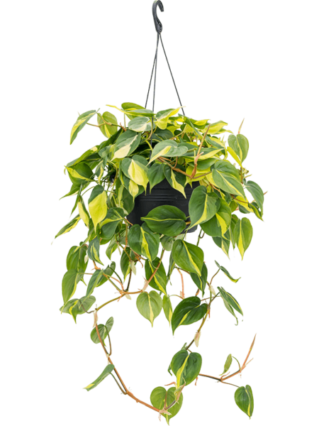 Philodendron Scandens 'Brasil'