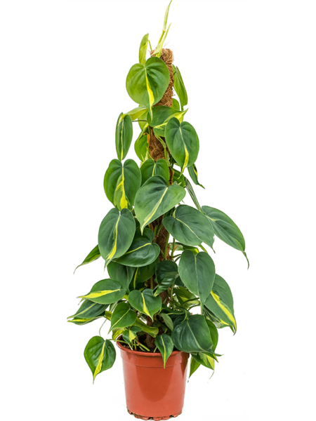 Philodendron Scandens 'Brasil'