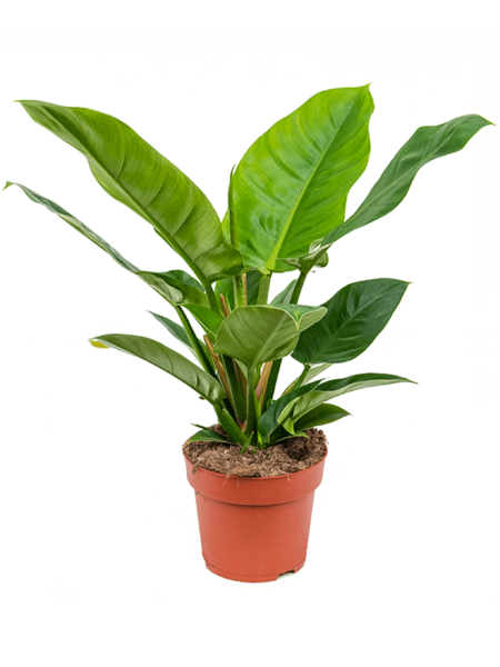Philodendron `IMPERIAL GREEN '