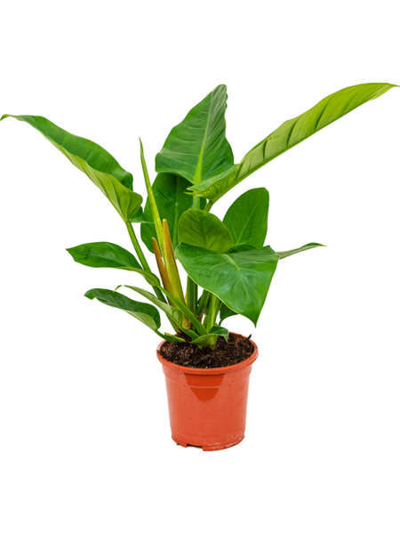 Philodendron `IMPERIAL GREEN '