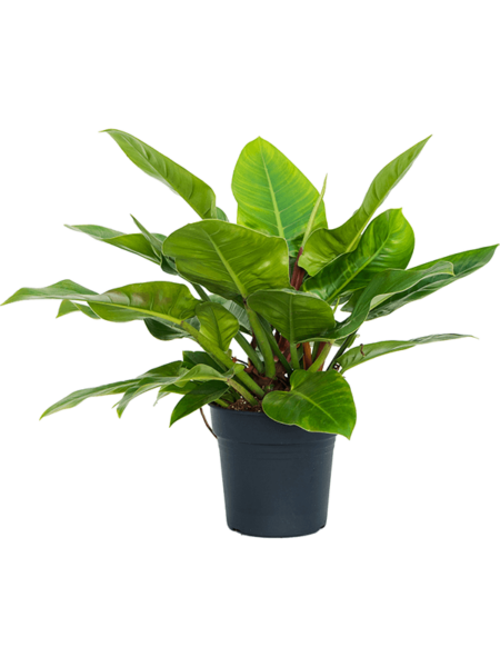 Philodendron `IMPERIAL GREEN '