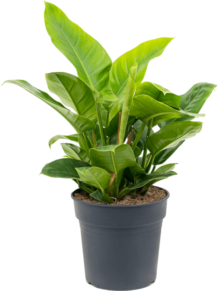 Philodendron `IMPERIAL GREEN '