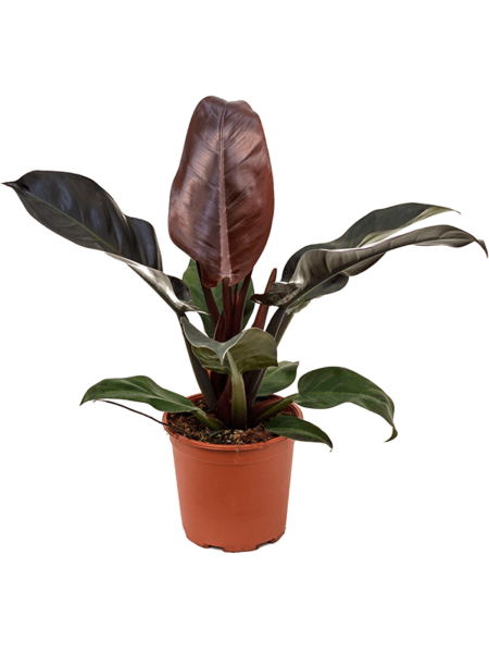 Philodendron `Red Imperial '