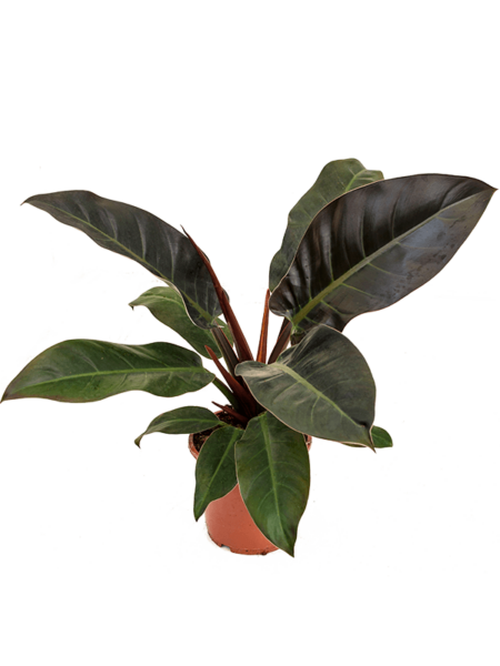 Philodendron `Red Imperial '