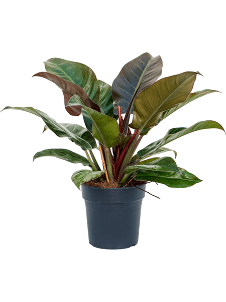 Philodendron `Red Imperial '