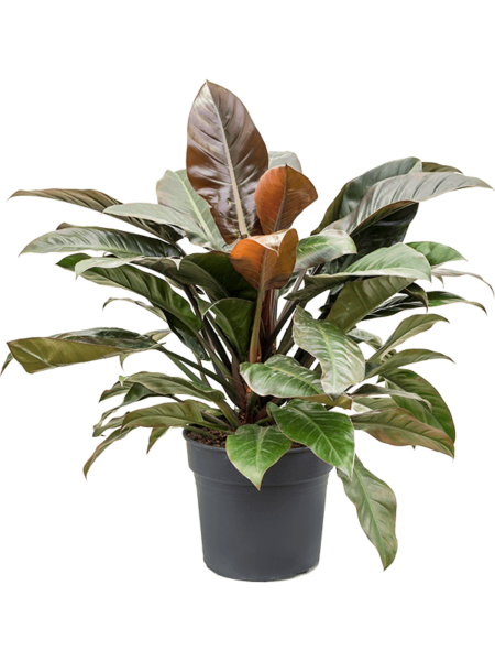 Philodendron `Red Imperial '