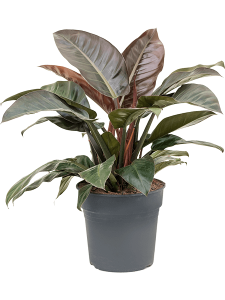 Philodendron `Red Imperial '