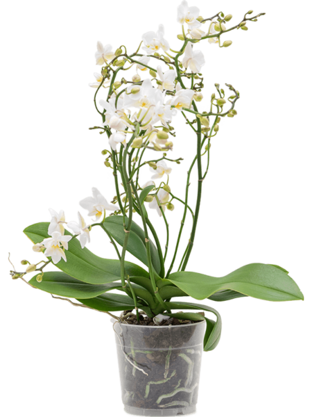 Phalaenopsis 'Multi Soft Cloud' 6 / Bandeja