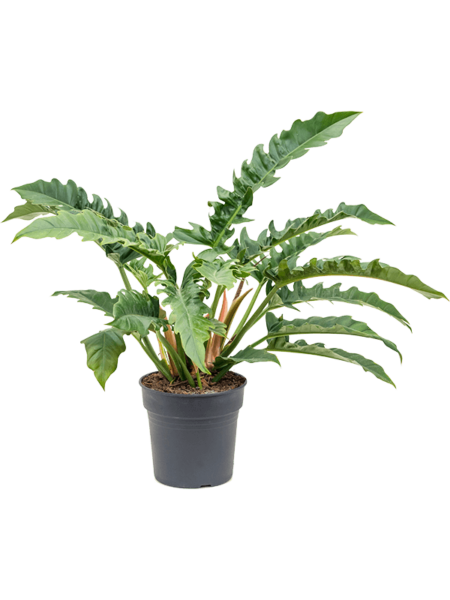 Philodendron 'estrecho'