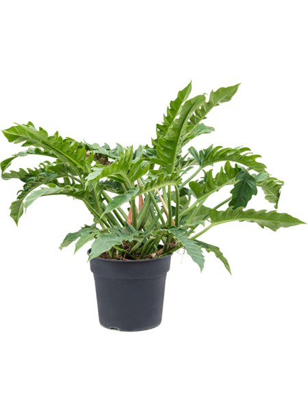Philodendron 'estrecho'