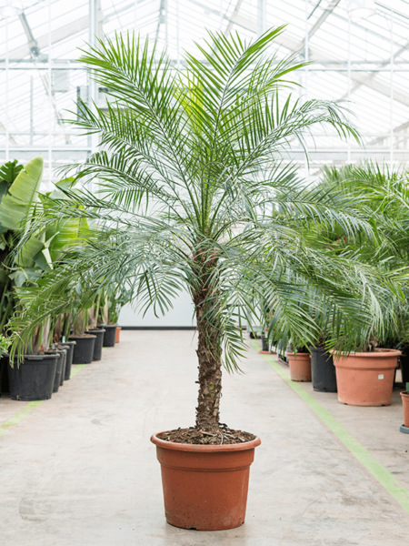 Phoenix Roebelenii