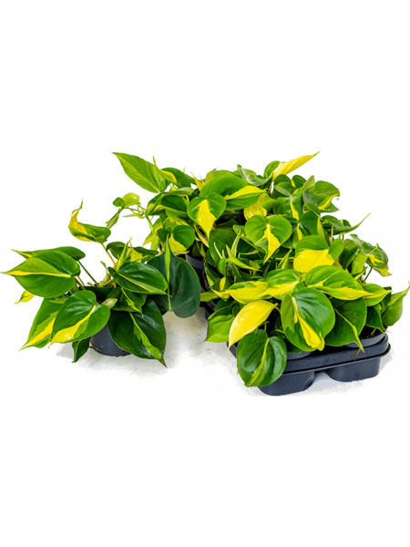 Philodendron Scandens 'Brasil' 10 / bandeja