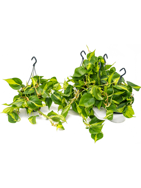 Philodendron Scandens 'Brasil' 4 / Bandeja
