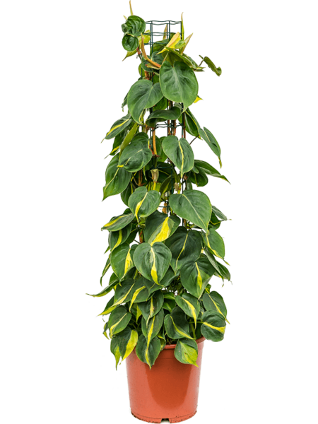 Philodendron Scandens 'Brasil'